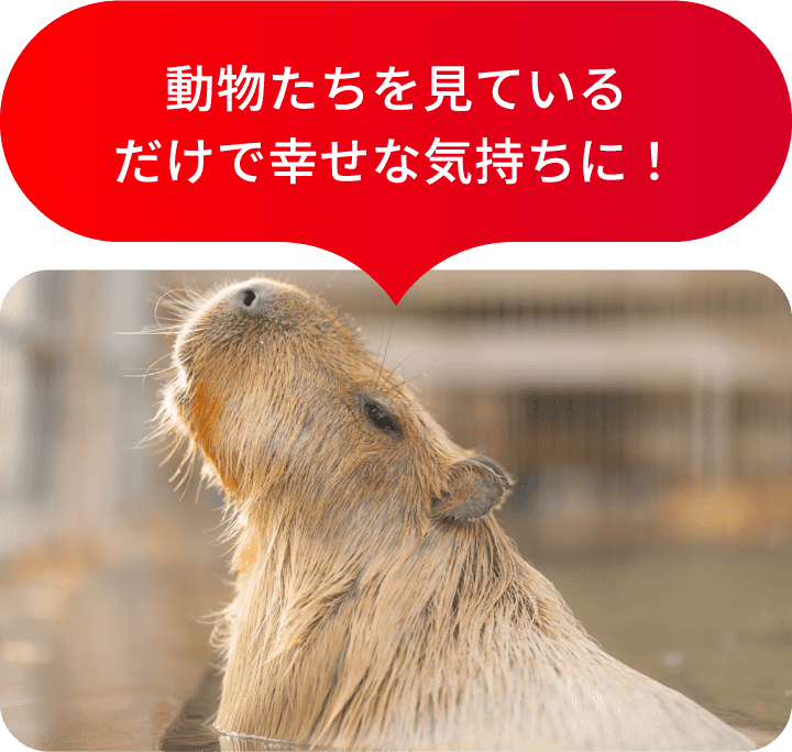 動物たちを見ているだけで幸せな気持ちに！