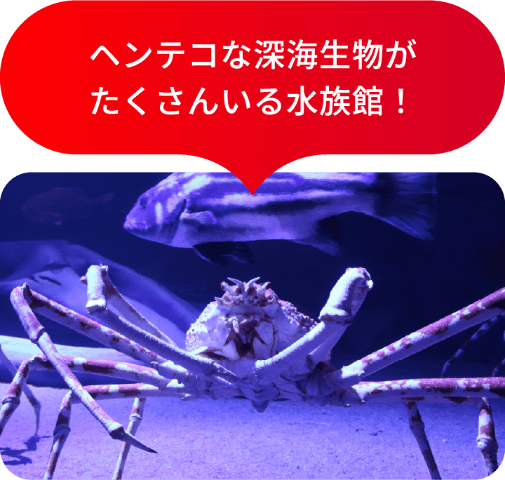 ヘンテコな深海生物がたくさんいる水族館！